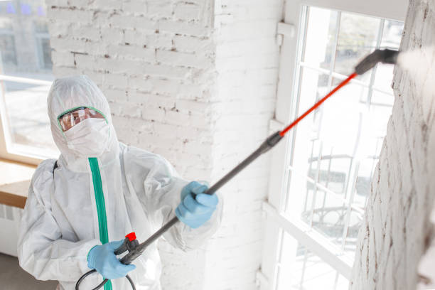 Trusted Port Ewen, NY Mold Removal Experts