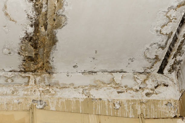 Best Mold Remediation for Healthcare Facilities  in Port Ewen, NY