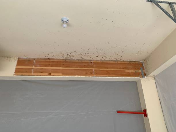 Best Mold Documentation for Insurance Claims  in Port Ewen, NY